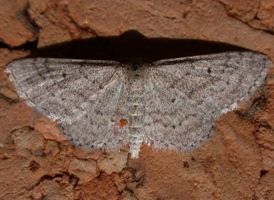 Drab Brown Wave
